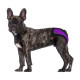 Bronzedog Mesh Трусы гигиенические регулируемые 3D сетка фиолетовые