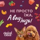 Delickcious Консерви для дорослих кішок з качкою та гарбузом у крем-супі