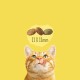 Friskies Indoor Сухий корм для дорослих кішок