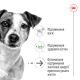 Royal Canin Mini Ageing 12+ Сухий корм для собак