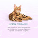 Optimeal Cat Beauty Harmony Консерви для дорослих кішок з тунцем та морськими водоростями в желе