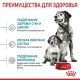 Royal Canin Medium Starter Сухой корм для щенков