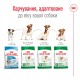 Royal Canin Mini Adult 8+ Сухой корм для собак