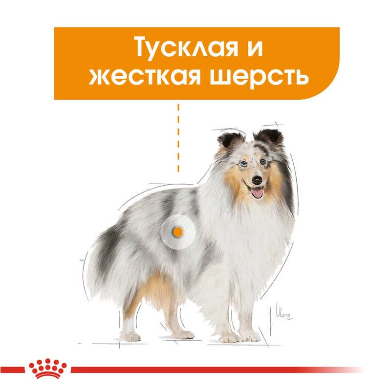 Royal Canin Coat Beauty Loaf Консервы для собак