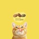 Friskies Indoor Сухий корм для дорослих кішок