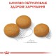 Royal Canin Maxi Dermacomfort Сухой корм для собак